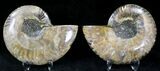 Polished Ammonite Pair - Million Years #21263-1